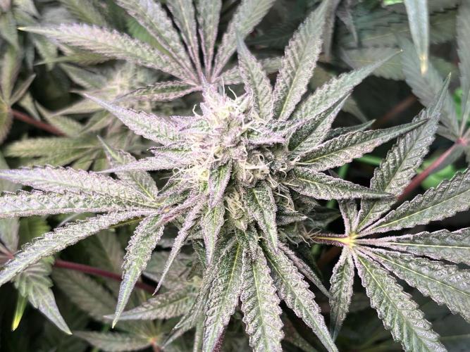 Apples & Cherries in Living Soil. Week 11 - Cherry Ocean 