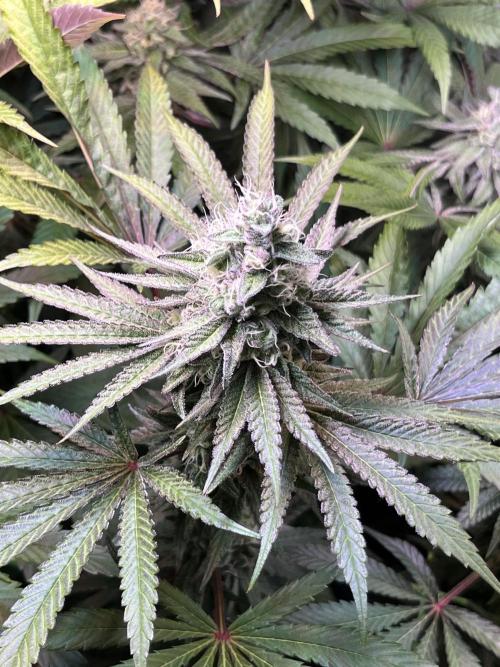 Apples & Cherries in Living Soil. Week 11 - Apple Jacked 