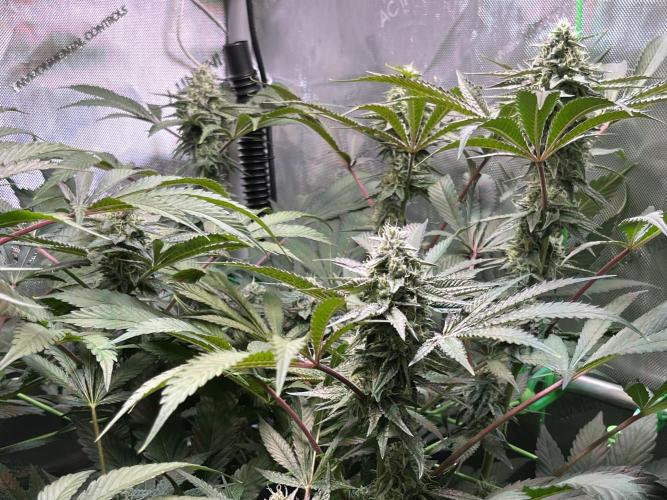 Apples & Cherries in Living Soil. Week 11 - Cherry Ocean 