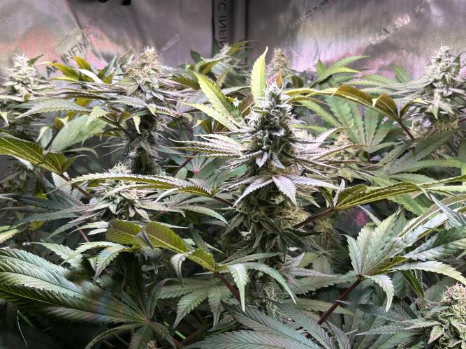 Apples & Cherries in Living Soil. Week 11 - Apple Jacked 