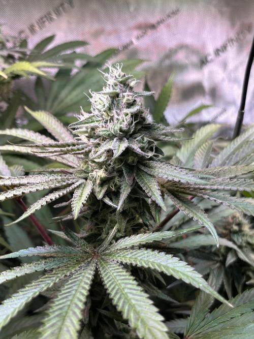 Apples & Cherries in Living Soil. Week 11 - Apple Jacked 