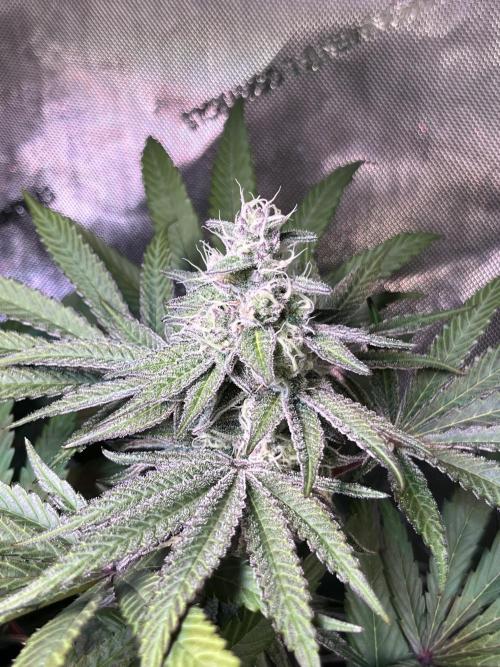 Apples & Cherries in Living Soil. Week 11 - Apple Jacked 