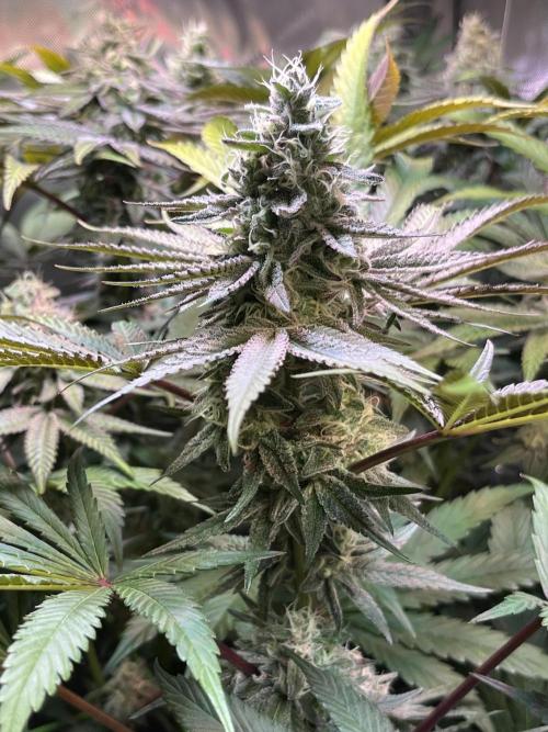 Apples & Cherries in Living Soil. Week 11 - Apple Jacked