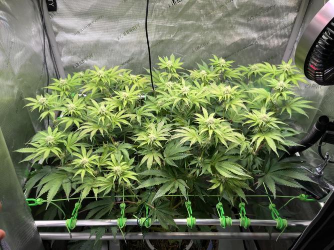 Last Dance in Living Soil. Week 11