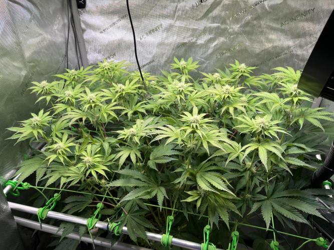 Last Dance in Living Soil. Week 11