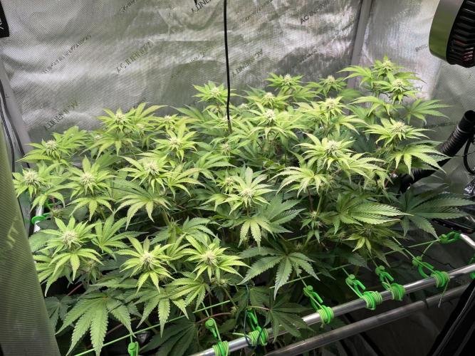 Last Dance in Living Soil. Week 11