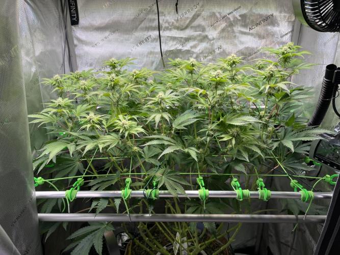 Last Dance in Living Soil. Week 11