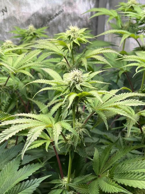 Last Dance in Living Soil. Week 11