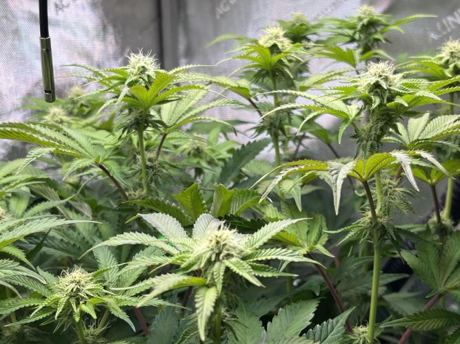 Last Dance in Living Soil. Week 11