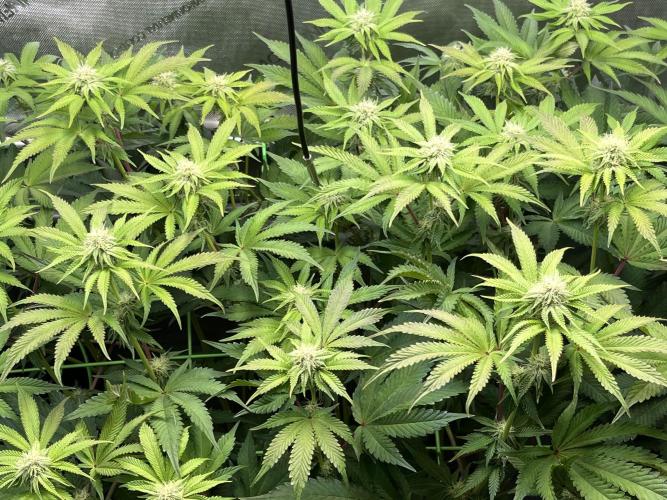 Last Dance in Living Soil. Week 11