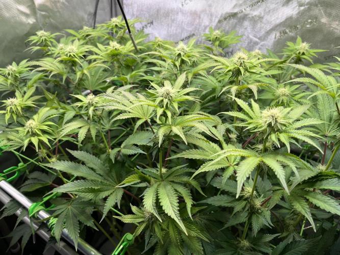 Last Dance in Living Soil. Week 11