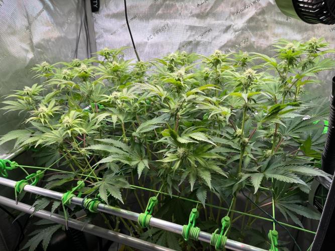 Last Dance in Living Soil. Week 11