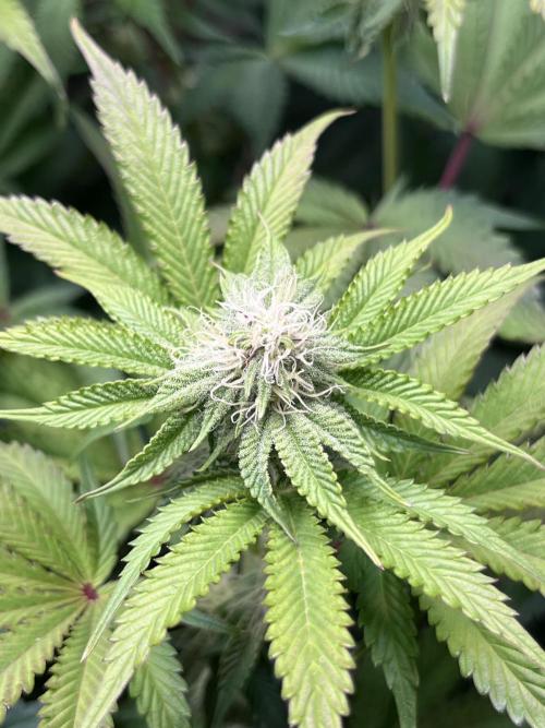 Last Dance in Living Soil. Week 11