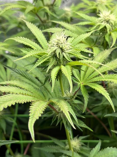 Last Dance in Living Soil. Week 11