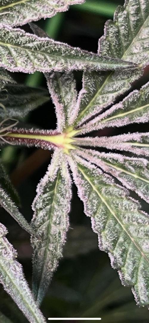 Apples & Cherries in Living Soil. Week 11