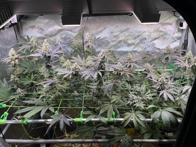 Apples & Cherries in Living Soil. Week 12