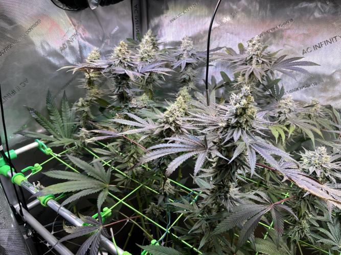 Apples & Cherries in Living Soil. Week 12 - Apple Jacked 