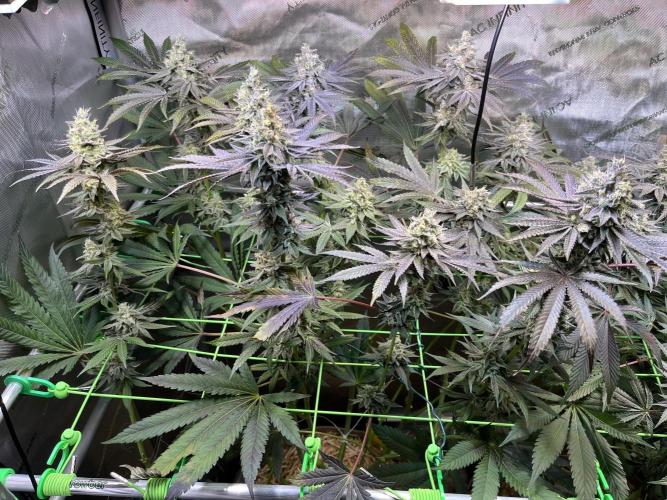 Apples & Cherries in Living Soil. Week 12 - Apple Jacked