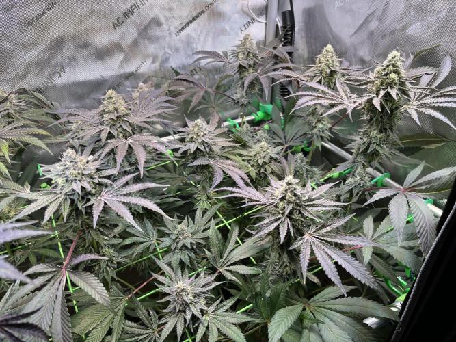 Apples & Cherries in Living Soil. Week 12 - Cherry Ocean 