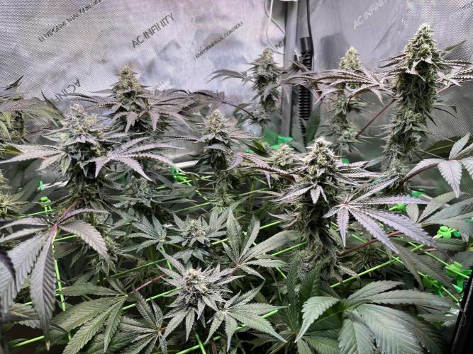 Apples & Cherries in Living Soil. Week 12 - Cherry Ocean 