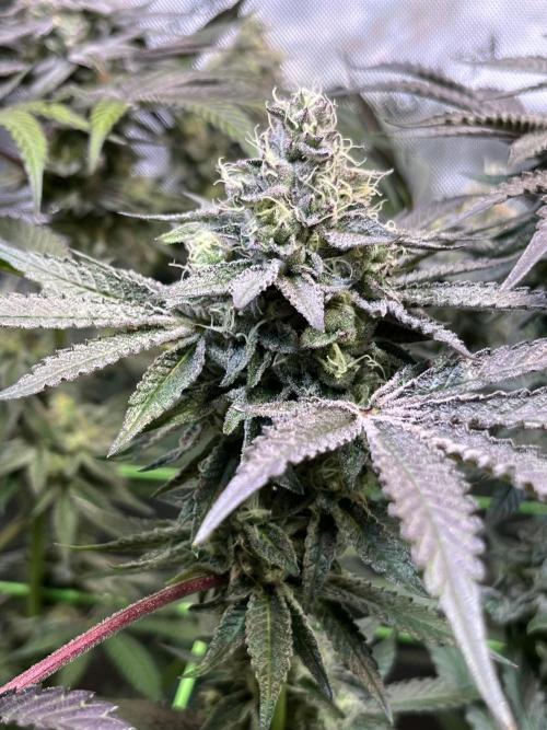 Apples & Cherries in Living Soil. Week 12 - Cherry Ocean 