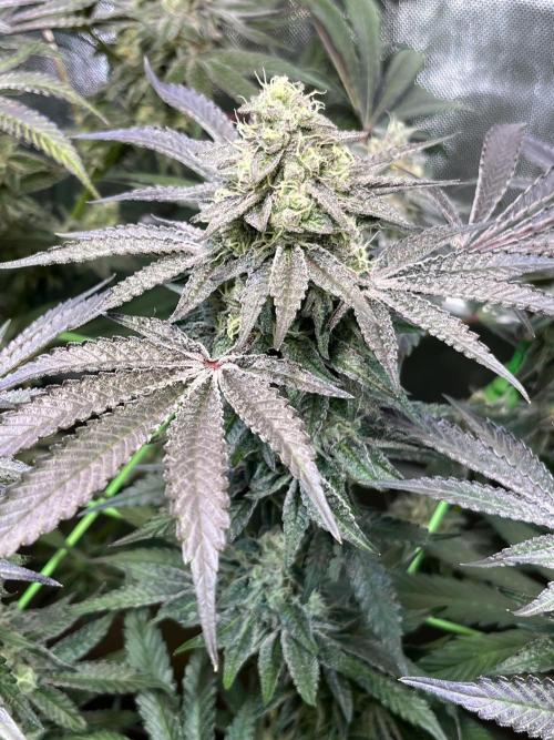 Apples & Cherries in Living Soil. Week 12 - Cherry Ocean 