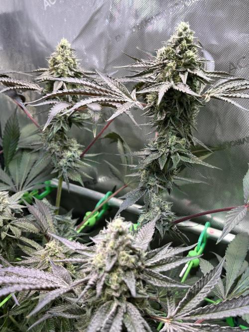 Apples & Cherries in Living Soil. Week 12 - Cherry Ocean 