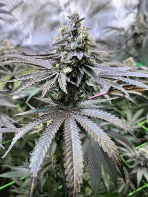 Apples & Cherries in Living Soil. Week 12 - Apple Jacked 