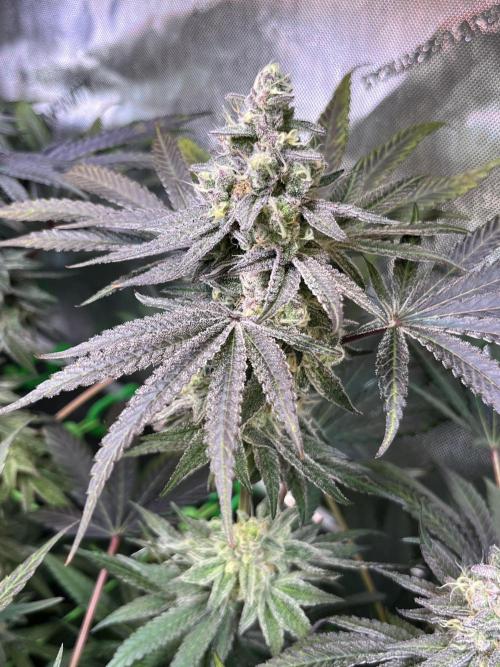 Apples & Cherries in Living Soil. Week 12 - Apple Jacked