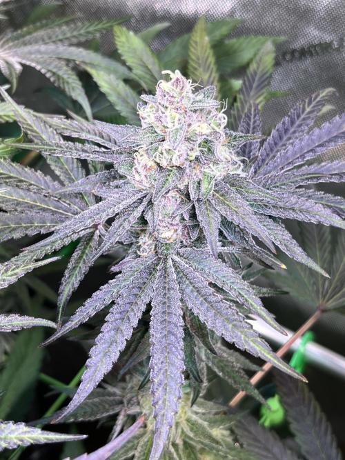 Apples & Cherries in Living Soil. Week 12 - Apple Jacked