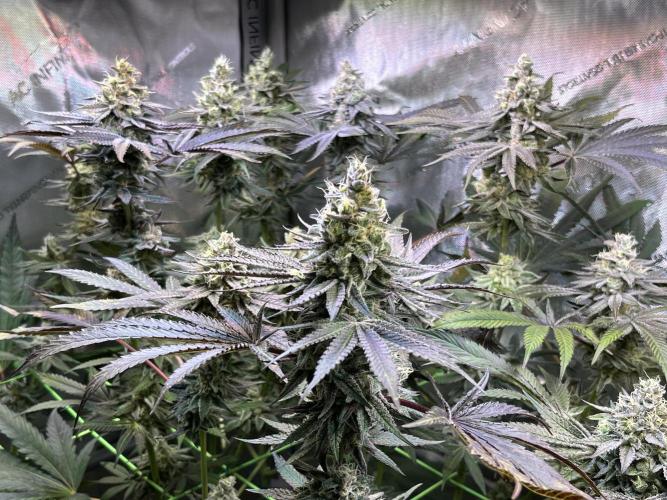 Apples & Cherries in Living Soil. Week 12 - Apple Jacked