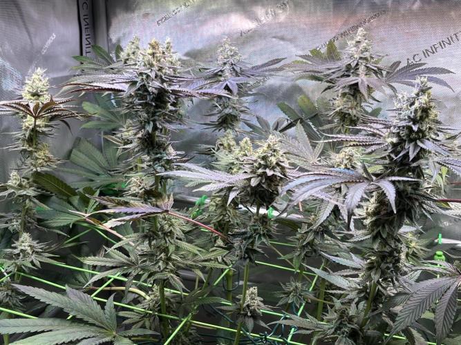 Apples & Cherries in Living Soil. Week 12 - Apple Jacked