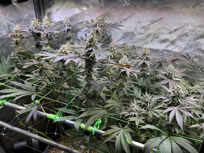 Apples & Cherries in Living Soil. Week 12 - Apple Jacked 