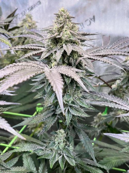 Apples & Cherries in Living Soil. Week 12 - Cherry Ocean