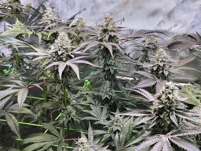 Apples & Cherries in Living Soil. Week 12 - Cherry Ocean 