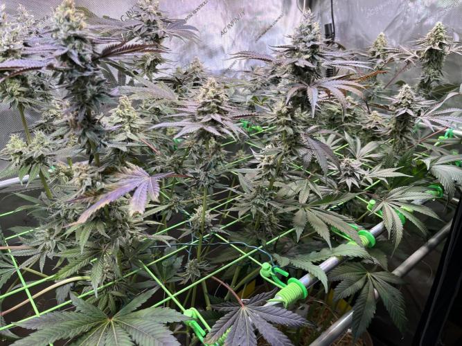 Apples & Cherries in Living Soil. Week 12 - Cherry Ocean 