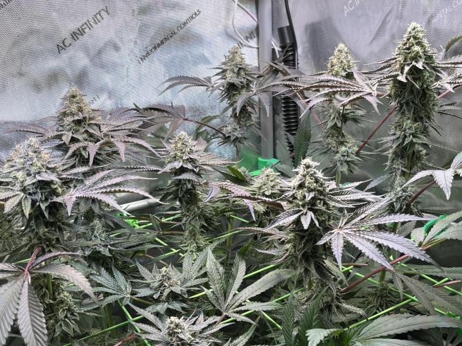 Apples & Cherries in Living Soil. Week 12