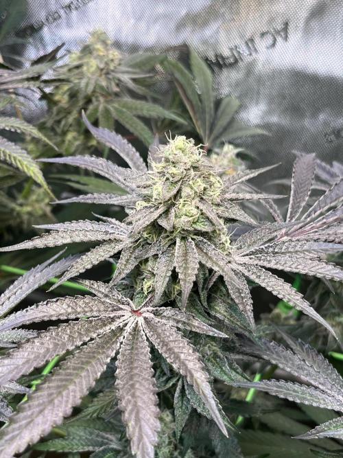 Apples & Cherries in Living Soil. Week 12