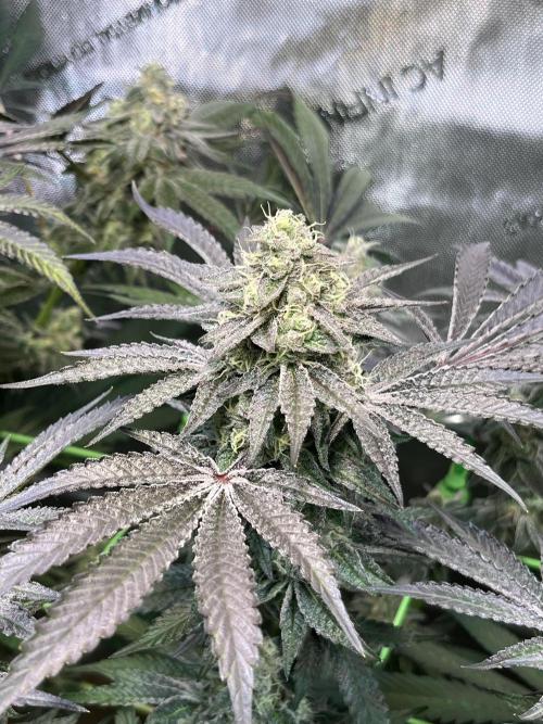 Apples & Cherries in Living Soil. Week 12