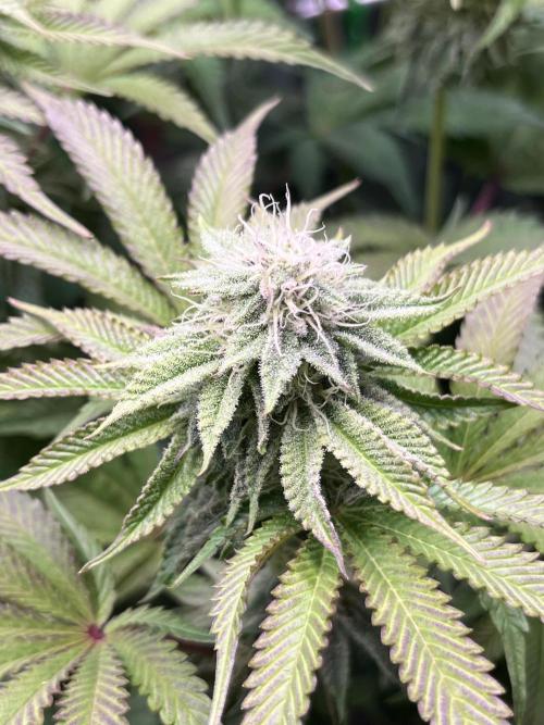 Last Dance in Living Soil. Week 12