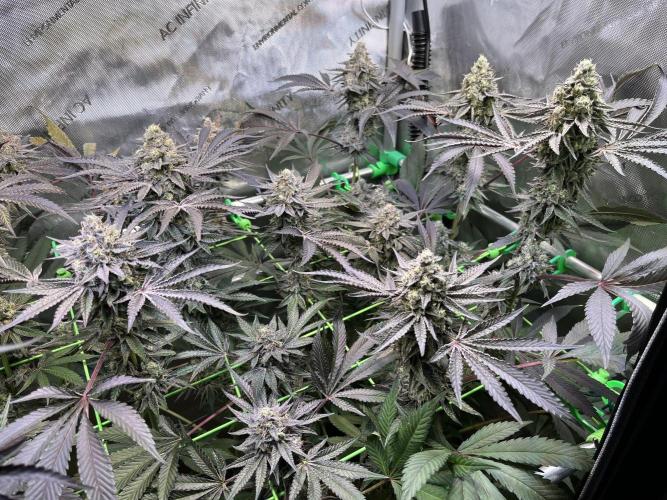 Apples & Cherries in Living Soil. Week 13