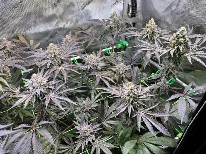 Apples & Cherries in Living Soil. Week 13