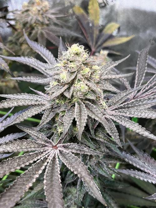 Apples & Cherries in Living Soil. Week 13 - Cherry Ocean 