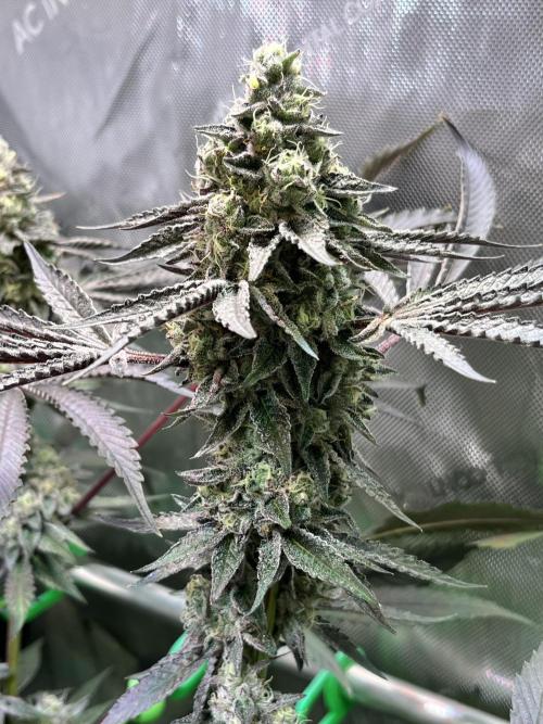 Apples & Cherries in Living Soil. Week 13 - Cherry Ocean 