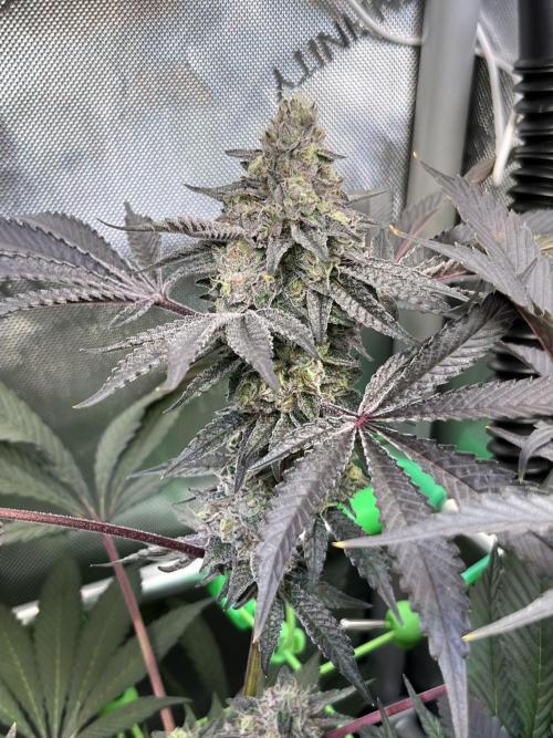 Apples & Cherries in Living Soil. Week 13 - Cherry Ocean 