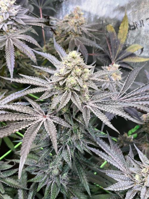 Apples & Cherries in Living Soil. Week 13 - Cherry Ocean 