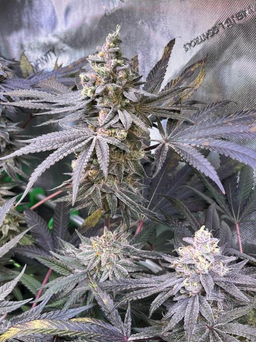 Apples & Cherries in Living Soil. Week 13 - Apple Jacked