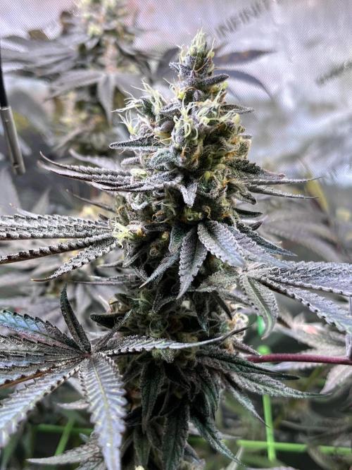 Apples & Cherries in Living Soil. Week 13 - Apple Jacked 