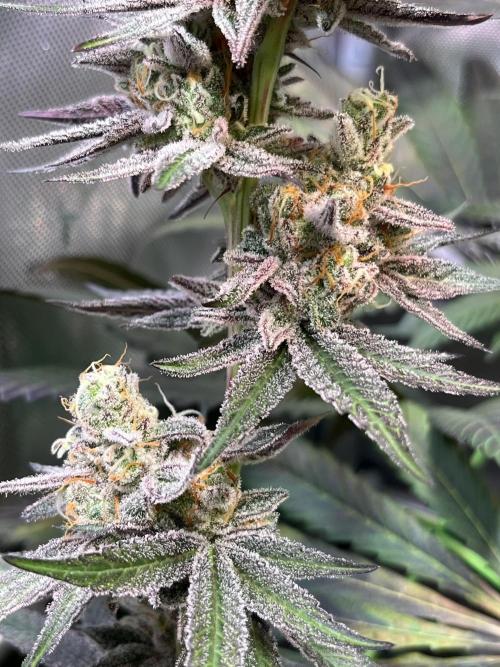 Apples & Cherries in Living Soil. Week 13 - Apple Jacked 