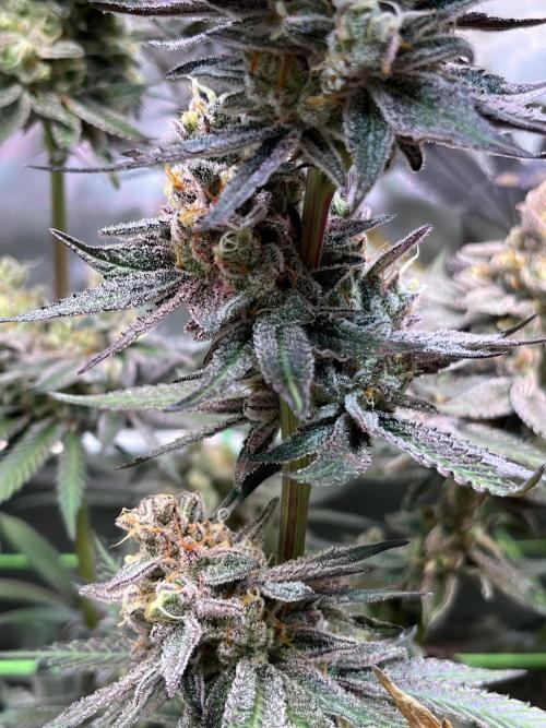 Apples & Cherries in Living Soil. Week 13 - Apple Jacked 